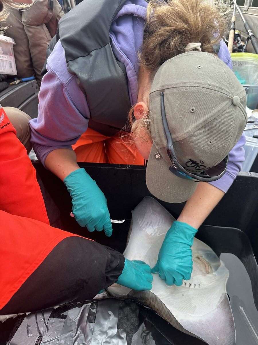 And we have finally started tagging thornback rays! As a part of the #NFR_LOST project, we’re studying the effect of oxygen on their behaviour and movement 🦈 Just have to wait for some months before collecting data

#RajaClavata