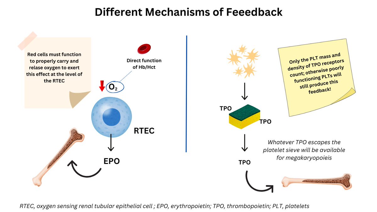 Iron Rbc Feedback 1/9 OPTIMAL HCT/Hb AND PLT-crit There is a striking parallel between ...