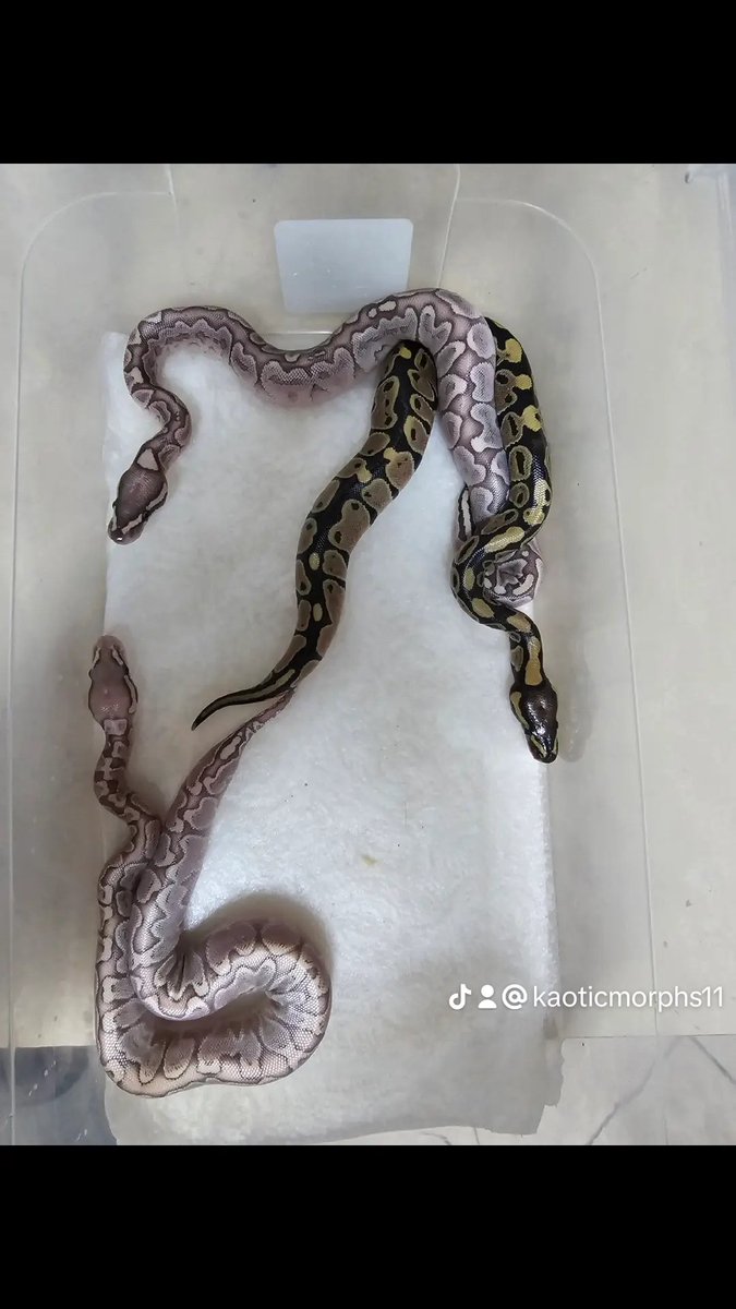 KaoticMorphz's tweet image. 🐍 CLUTCH #2
BABIES HATCH DATE GEMMA CLUTCH
9/2/2024
BAMBOO GHI FIREFLY X (VPI) AXANTHIC 
MORE BABIES HATCHING...
#kaoticmorphs 
#babyballpython