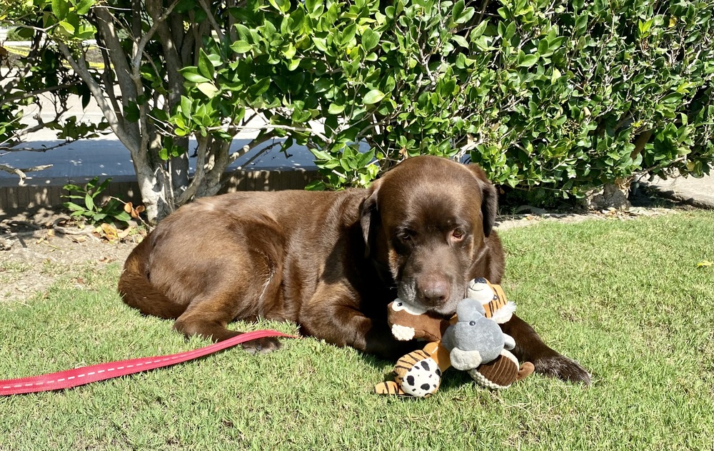 Meet Mac! He's an incredibly smart and adorable six-and-a-half-year-old chocolate Labrador Retriever. Mac found himself looking for a new home due to some changes in his previous family's living situation.