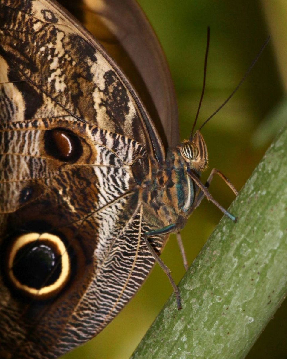 ONDADARWIN's tweet photo. La mariposa buho (Caligo eurilochus), se extiende desde México, a través de América Central, hasta la cuenca del río Amazonas en América del Sur. Es una de las más grandes de su familia, con una envergadura de hasta 17 centímetros #mariposa #mariposas #butterfly #macrophotography https://t.co/71hODRiddo