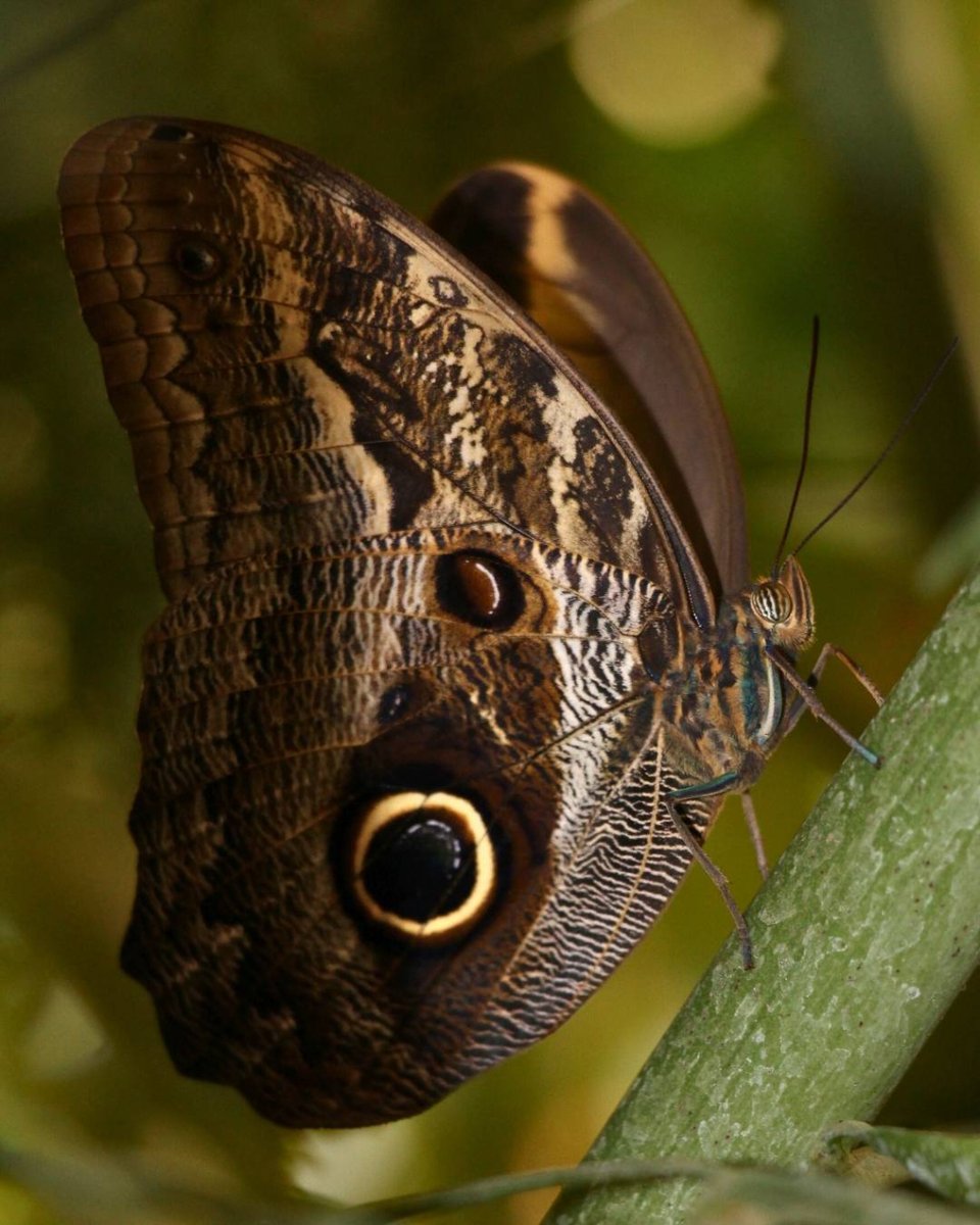 ONDADARWIN's tweet photo. La mariposa buho (Caligo eurilochus), se extiende desde México, a través de América Central, hasta la cuenca del río Amazonas en América del Sur. Es una de las más grandes de su familia, con una envergadura de hasta 17 centímetros #mariposa #mariposas #butterfly #macrophotography https://t.co/71hODRiddo