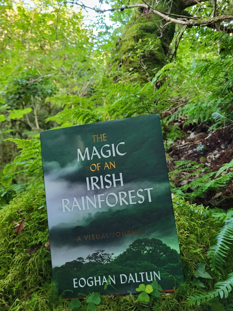 IrishRainforest's tweet image. After 2 years of work, I've finally taken delivery of an actual printed copy of my second book 'The Magic of an Irish Rainforest: A Visual Journey'.
I've done my best to capture the essence of these priceless, but mostly dying, ecosystems, and am over the moon with the results.