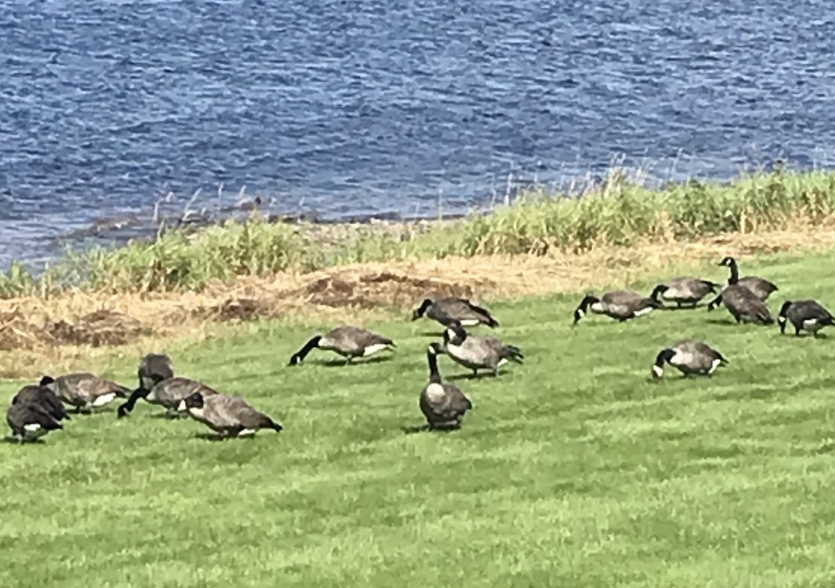 dawnymock's tweet image. #runview