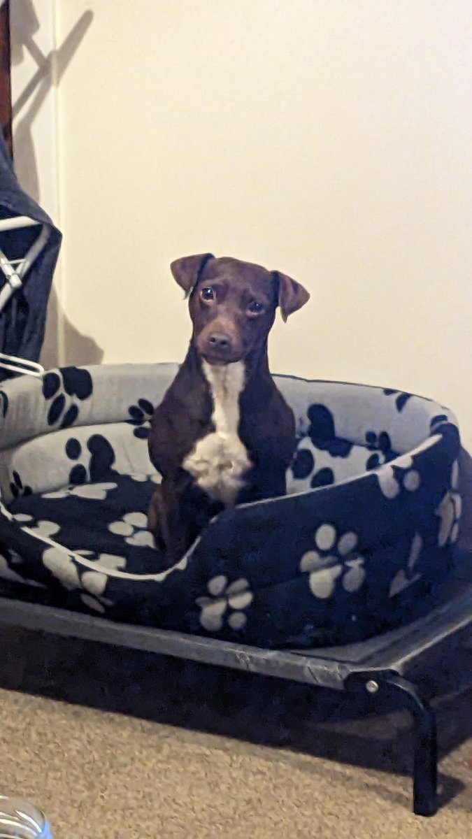 Help2Rehome Scotland tweet media