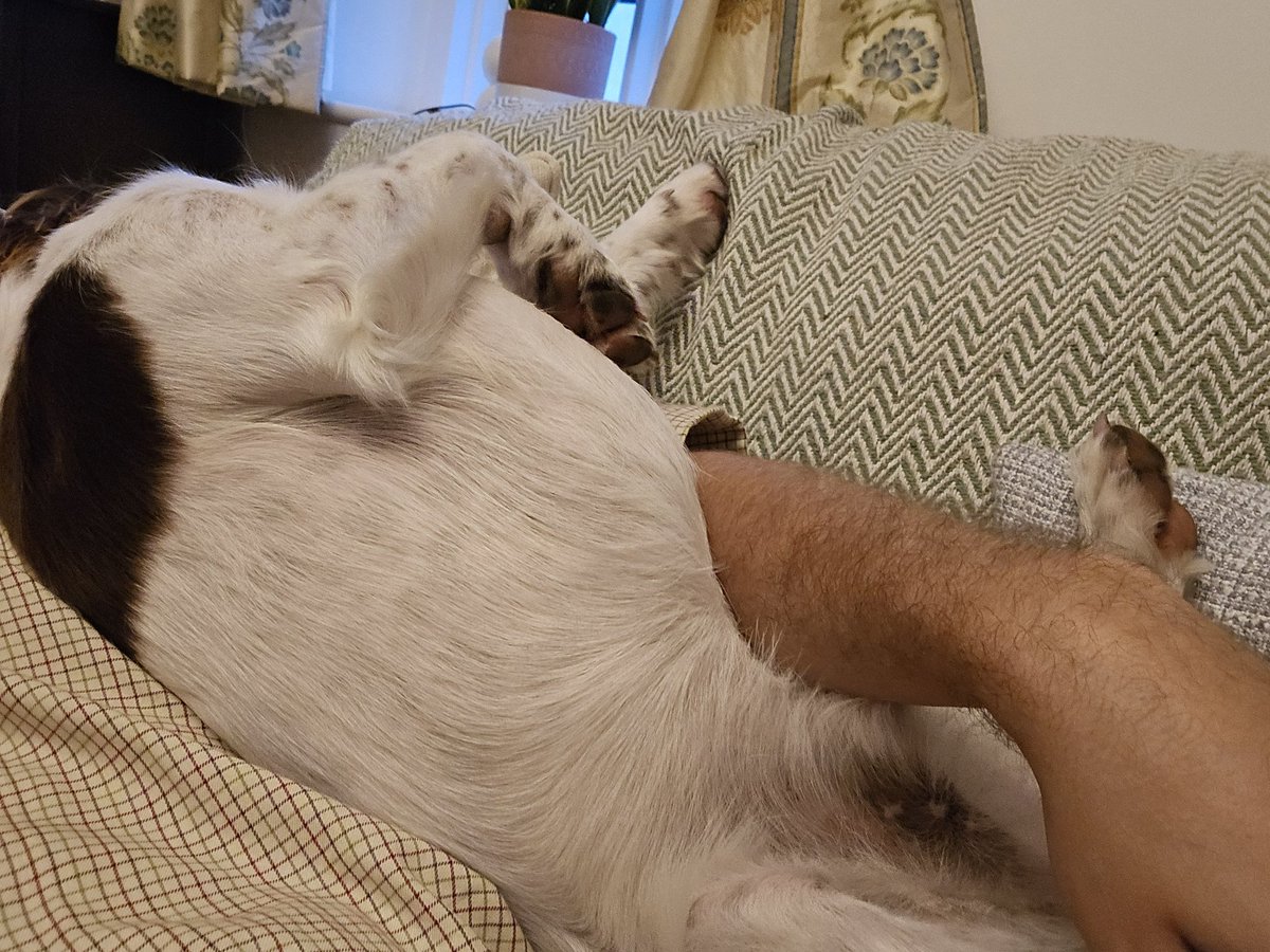 redteamJSY's tweet image. Current state of affairs 🤣 #springerspaniel #spanner