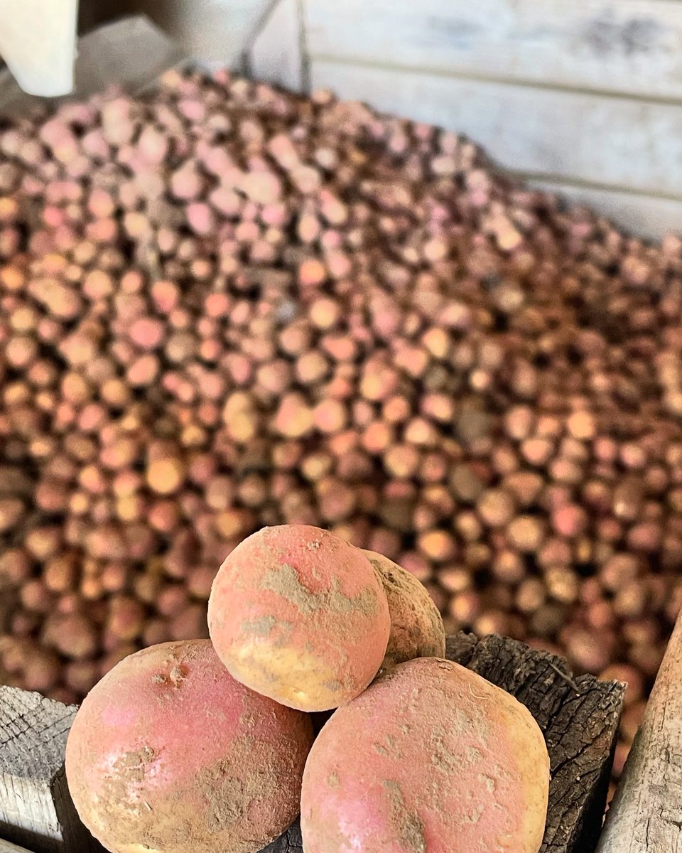 maisonbayard's tweet photo. Nous déclarons la campagne 2024-2025 ouverte, la Miss Blush fait sa rentrée.

#pommesdeterre #bayard #bayardlapommedeterre #hautsdefrance #picardie #terroirshautsdefrance #producteurartisandequalite #agriculture #missblush #ceuxquifontlespommesdeterre https://t.co/lfFrvxjj6z