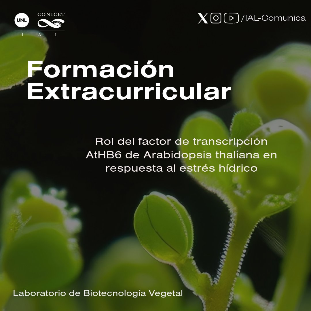 📢Convocatora Abierta hasta el 20 de Septiembre.
El Laboratorio de Biotecnología Vegetal  convoca a estudiantes avanzados de la Licenciatura en Biotecnología de la <a href="/FBCB_UNL/">FBCB-UNL</a> a realizar una Formación Extracurricular en investigación.
ℹ️ ial.conicet.gov.ar/convocatoria-f…