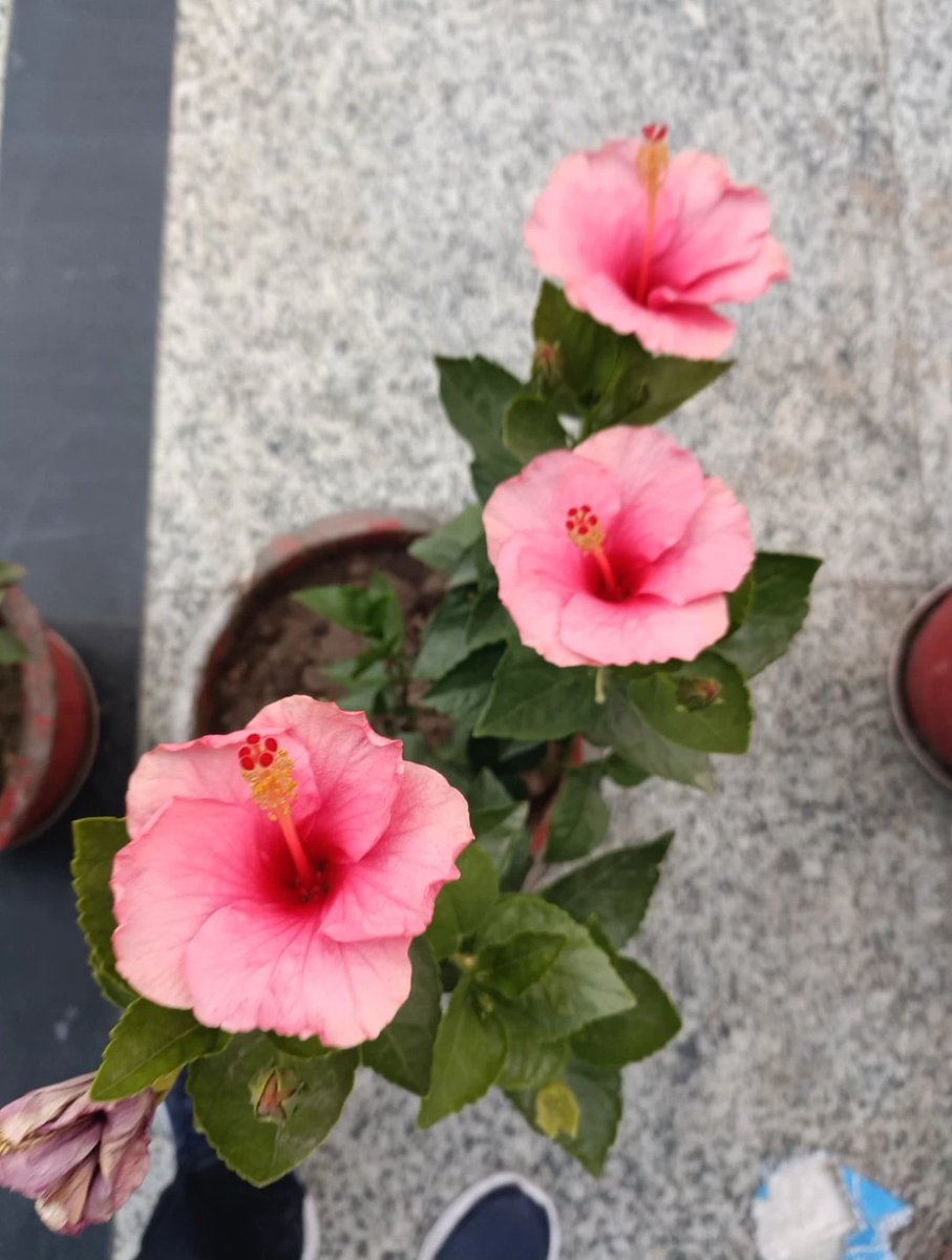 KishleySharma's tweet photo. Love for Flowers...
#flaura https://t.co/c5A21aHaOp