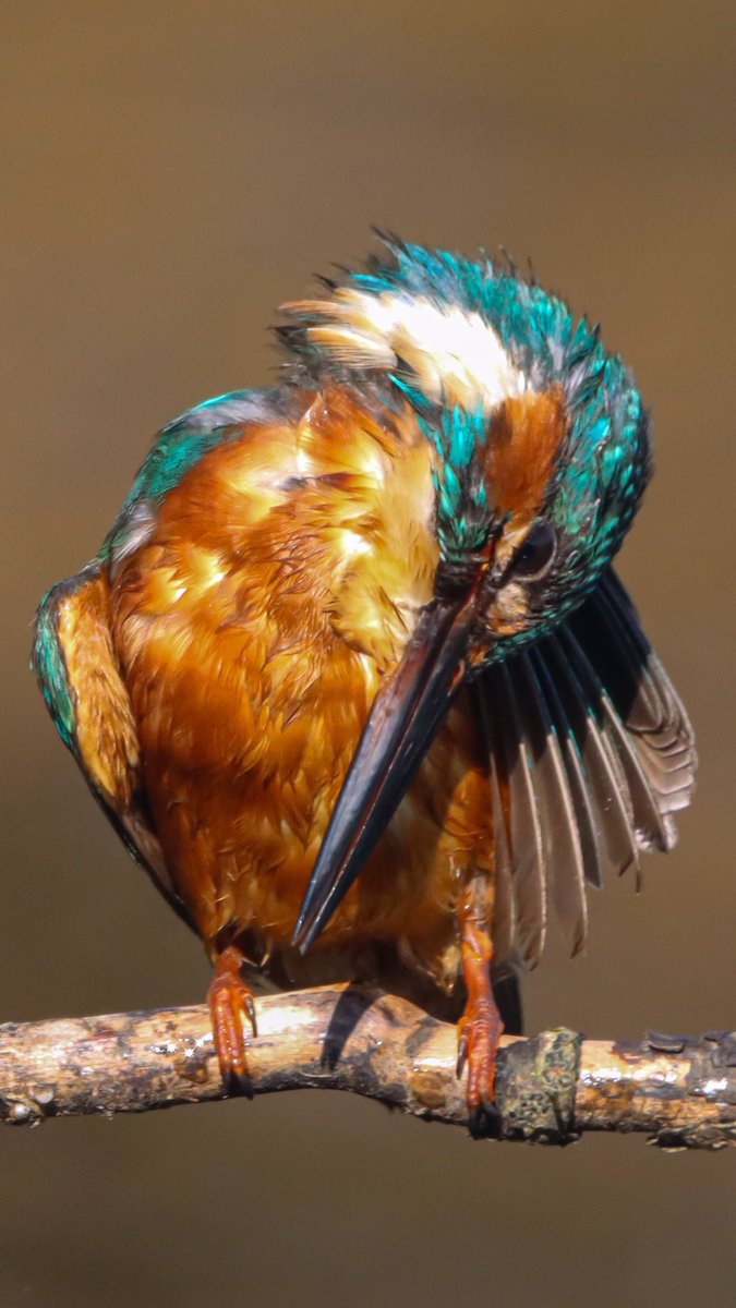 Harry Rice PhD tweet media