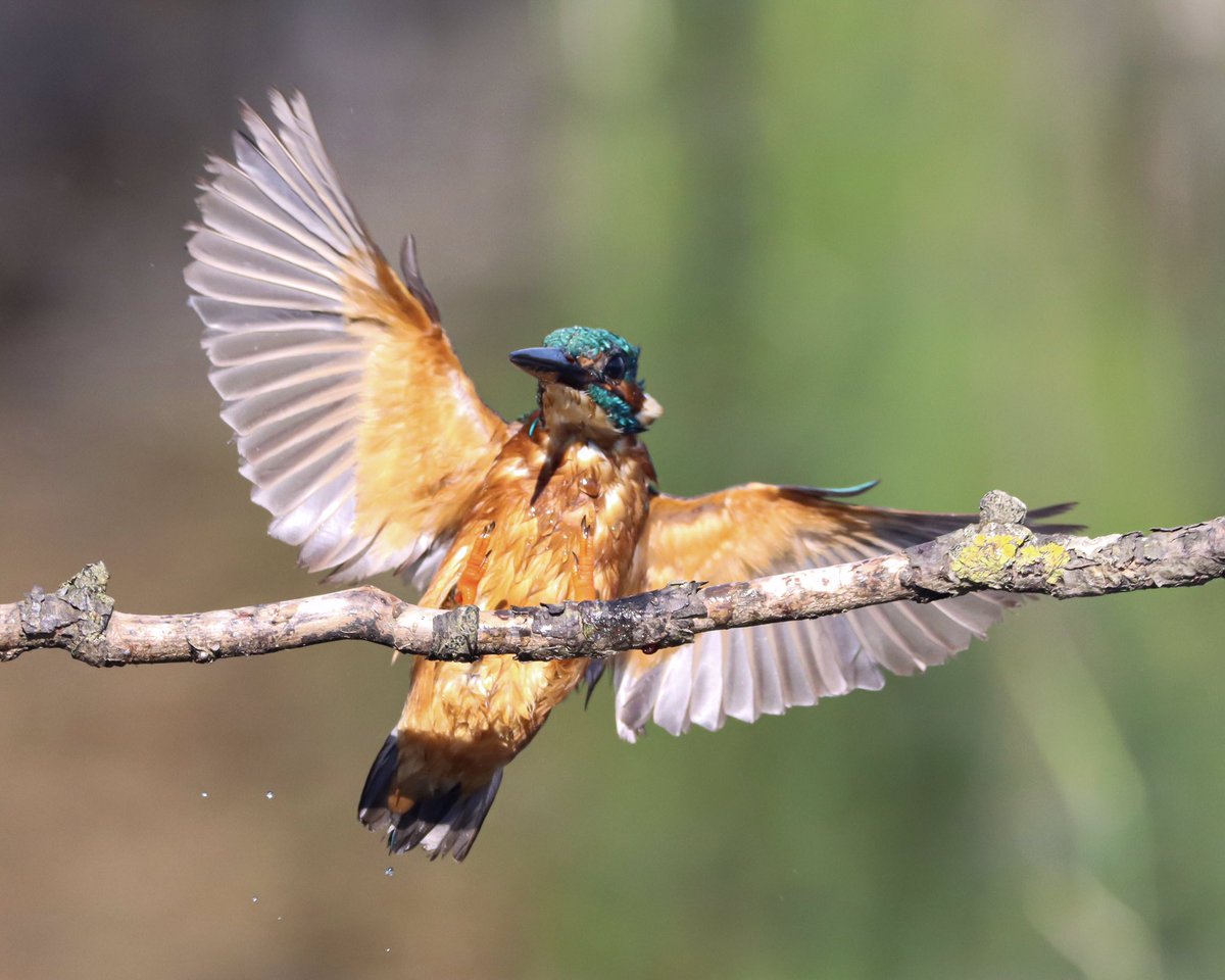 Harry Rice PhD tweet media