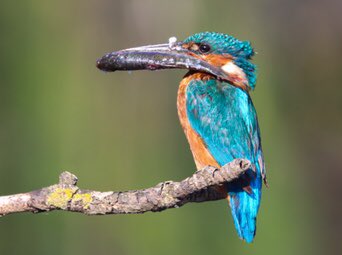 Harry Rice PhD tweet media