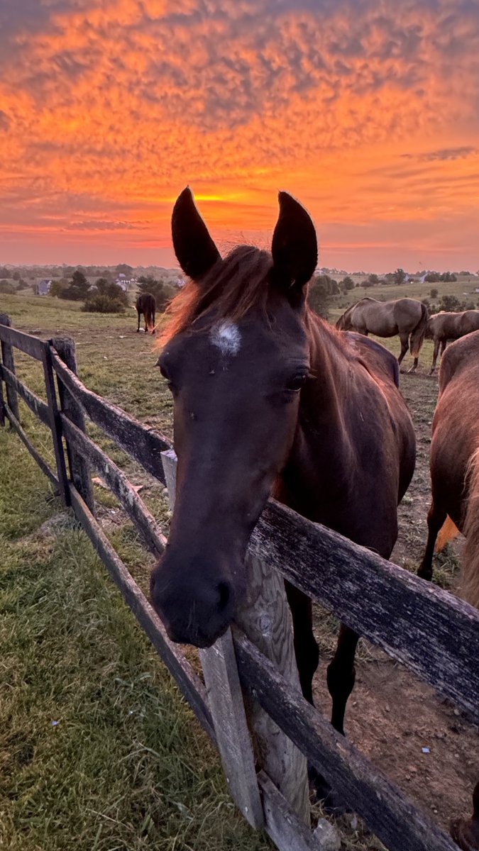 Waking up on the farm in Kentucky, by <a href="/mcclanahanjanet/">janet mcclanahan</a>