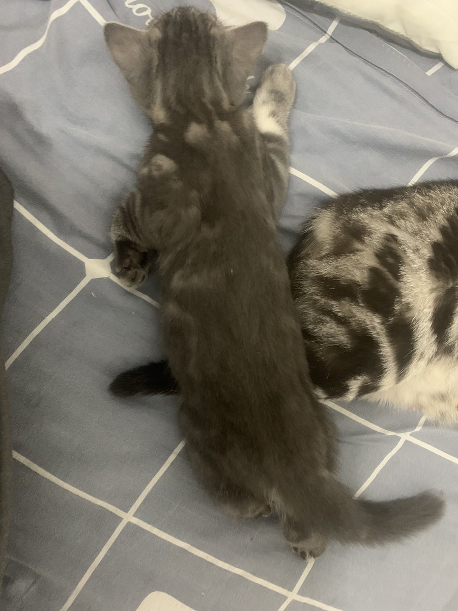 @Amy14913 可爱猫猫虫✧⁺⸜(●˙▾˙●)⸝⁺✧ https://t.co/zjX19o0XMa