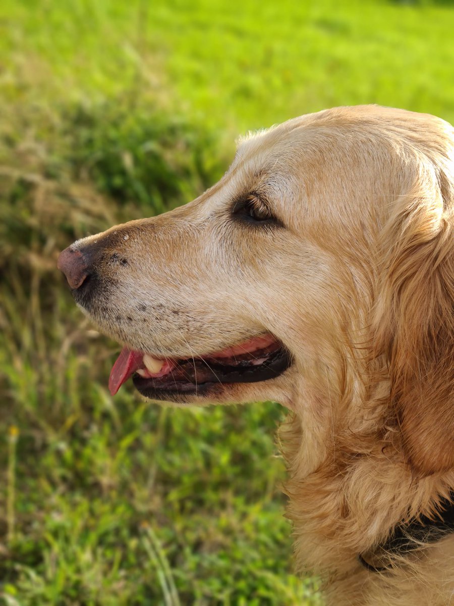 SteveDarlingMP's tweet photo. Now that Parliament has returned, my guide dog Jennie has now set up her official X account. If you would like to follow Jennie's official account you can find her @RtHonJen We should be on Sky TV tomorrow morning https://t.co/DRuBo0W0Iz