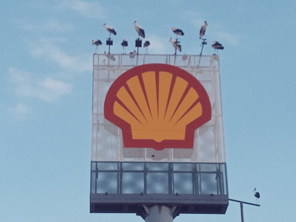 ivi_prat's tweet photo. @BudoJoan Estàs ben distret eh? Pel cap baix, aquest vespre n'hi havia més de dues-centes al sector sud del poble. #albera #AlberaParcNatural @AjlaJonquera #cingonyes @Shell https://t.co/GO1sV6EmOE
