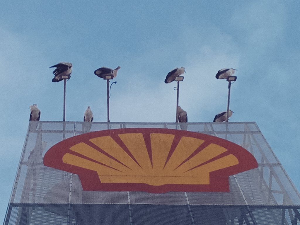 ivi_prat's tweet photo. @BudoJoan Estàs ben distret eh? Pel cap baix, aquest vespre n'hi havia més de dues-centes al sector sud del poble. #albera #AlberaParcNatural @AjlaJonquera #cingonyes @Shell https://t.co/GO1sV6EmOE