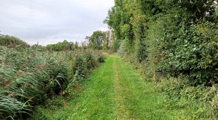 trevor_halpin's tweet photo. Levitstown/Maganey stretch along the #Barrow. 
As much as I love the nature found on this stretch, this time if year fills me with dread. 
Waterways Ireland will soon start to obliterate the hedges &amp; riverside, removing food and shelter.
All they need to do is cut the grass... https://t.co/i21pntpP9C