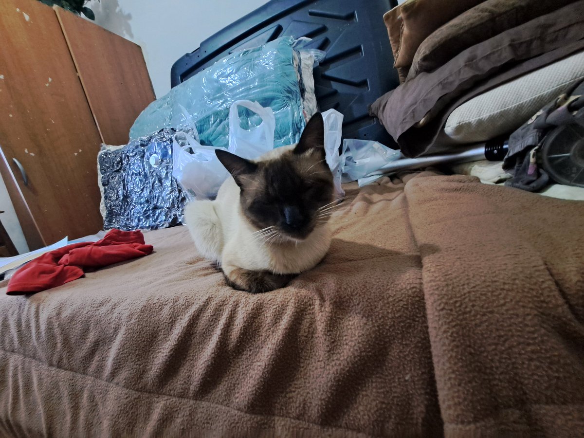 Kirakit3y's tweet photo. @nounaikkmeiboy My cat⁉️ https://t.co/eNZs6T3ASc
