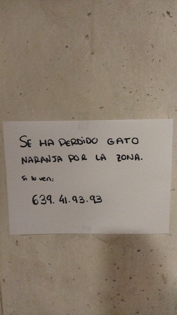 yustin's tweet photo. Gatete perdido en Valladolid 

Zona Circular, Estación, Labradores 

cc @Taliuw_  por si... https://t.co/eXaio032gW