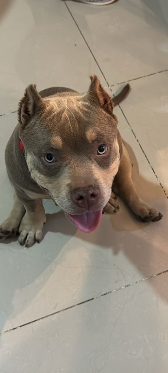 #Spamdeperritos
American Bully ,PACO.