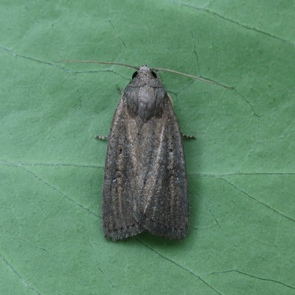 I finally managed to join the "Porter's Rustic '24 club", with singles on Sat &amp; Sun; the latter shown here.