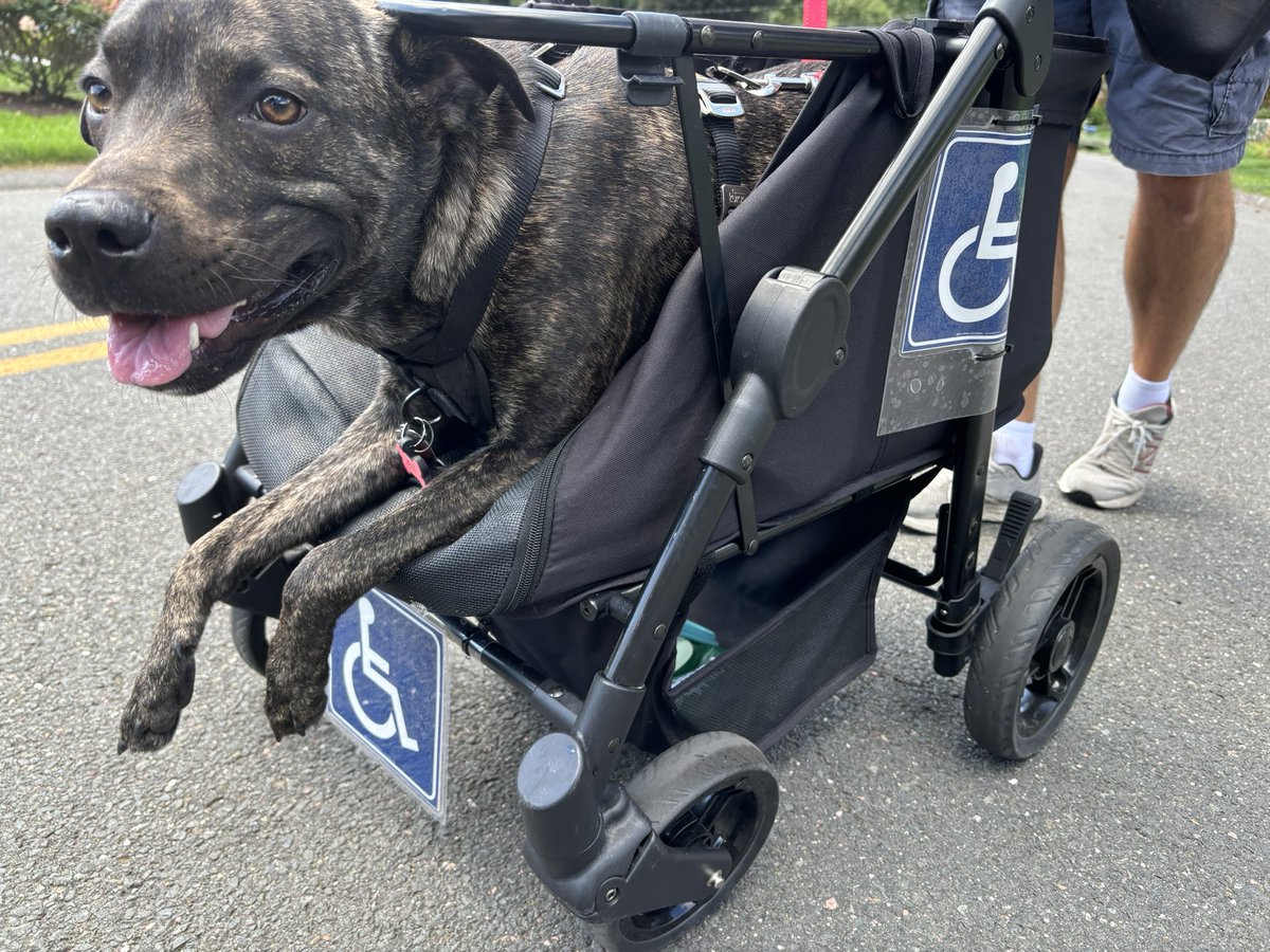writeloudly's tweet image. How ENTITLED people are with their judgmental comments! OH! What a spoiled little dog you have! SOME are lucky! Nobody pushes ME in a stroller! The list goes on! Feels good to reply He’s DISABLED! Hope new placards will educate! #disableddog #dogmama #judgmentfreezone