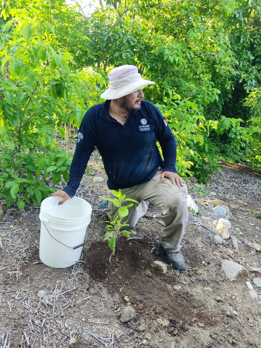 CONANP_mx's tweet photo. Comunidades y guardaparques realizaron actividades de reforestación en sitios degradados de la RB #IslasMarías. 🌳🌊🏝️🌲
Gracias al Programa #PROCODES, se reforestaron 10 hectáreas con especies nativas como palo amarillo, guayacán y pochote. #ConservarParaVivir 🌿🌻🌵🌺🌿 https://t.co/jT1N5dnJcM