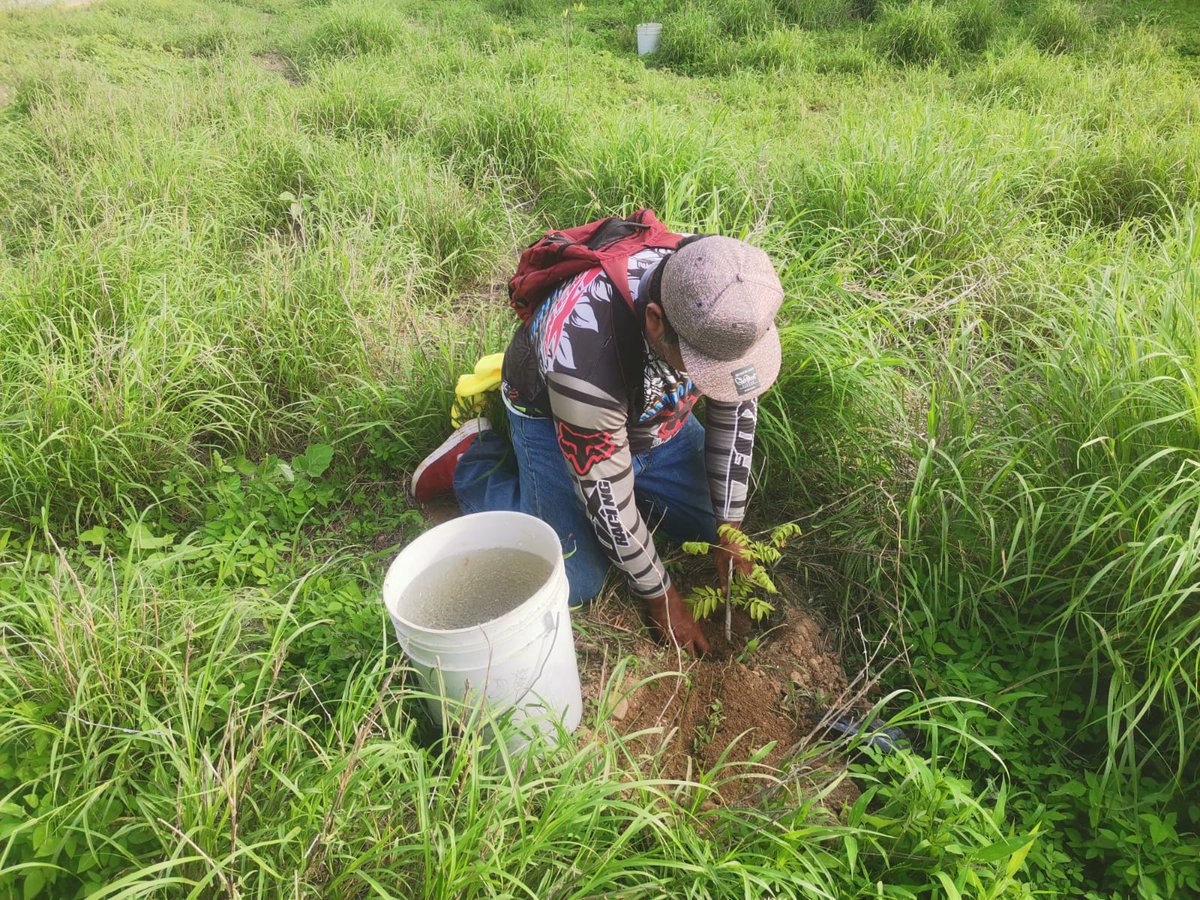 CONANP_mx's tweet photo. Comunidades y guardaparques realizaron actividades de reforestación en sitios degradados de la RB #IslasMarías. 🌳🌊🏝️🌲
Gracias al Programa #PROCODES, se reforestaron 10 hectáreas con especies nativas como palo amarillo, guayacán y pochote. #ConservarParaVivir 🌿🌻🌵🌺🌿 https://t.co/jT1N5dnJcM