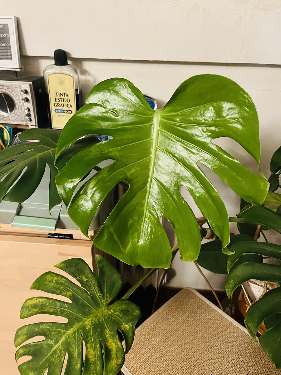 estela gómez tweet media