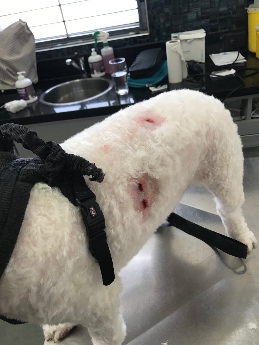 AlejandraIriza's tweet image. Hoy un pitbull atacó a mi perrito. La dueña lo tenía sin correa, por suerte lo soltó porque un chico me ayudó, pero lo lastimó. La dueña no se hizo cargo, no me acompañó a la veterinaria. Su excusa: el se crió con niños, es “bueno”. A mi también me mordió. El peor día de mi vida