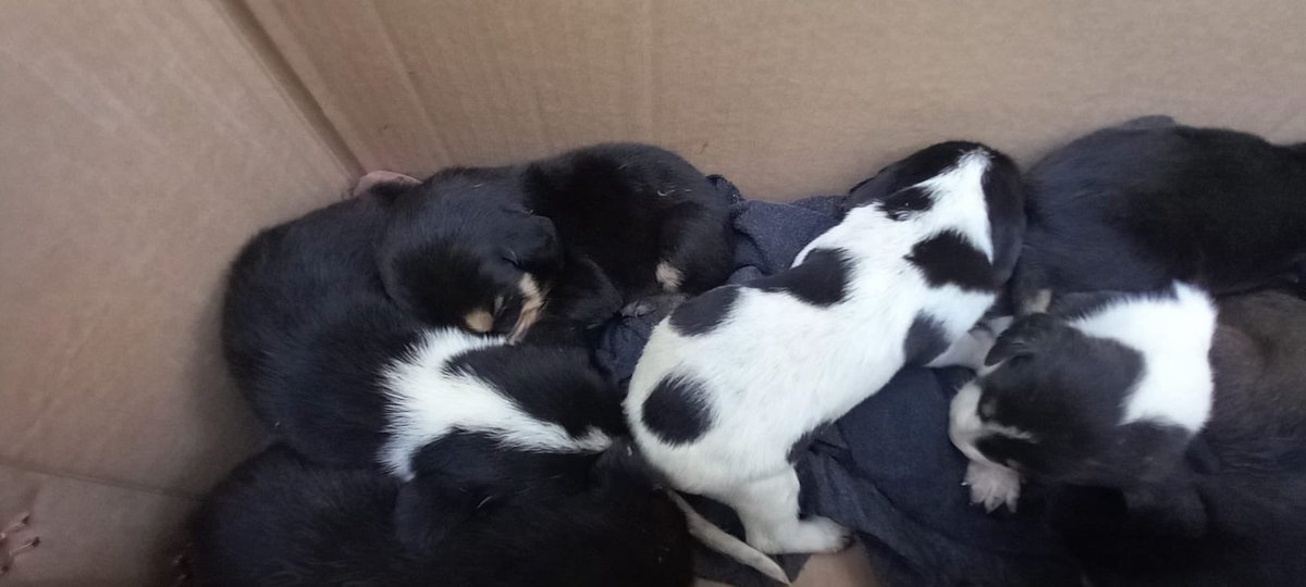 No deixa de sorpendrem el Fill de putisme humà 😢 Han aparegut 11 cadells dintre una bossa de plàstic penjada a un arbre. Zona Darnius (Alt Empordà). Si algú està interessat/da a fer una possible adopció RESPONSABLE, em dieu i us derivo. Feu RT 🙏🏻🙏🏻