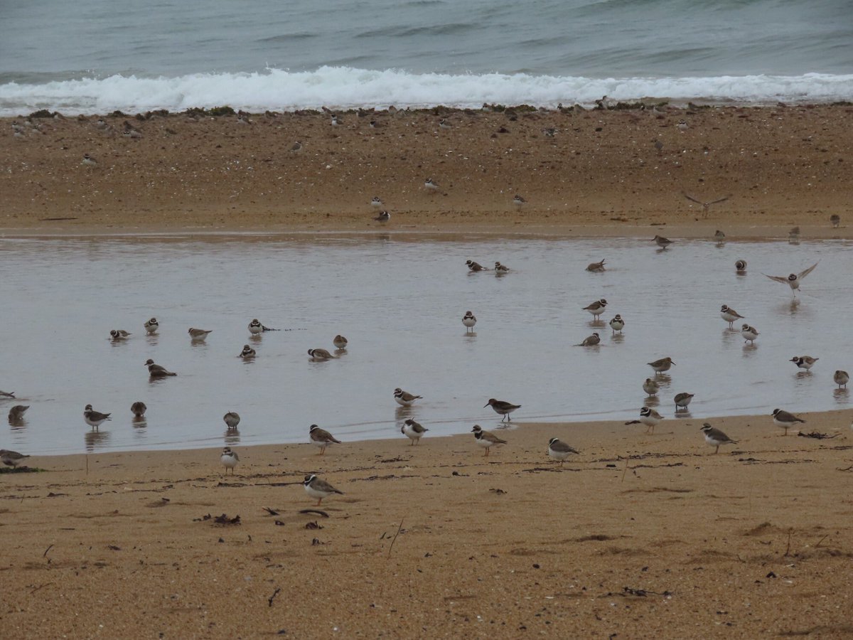 FayStanton00's tweet photo. John Muir Country Park.  Well worth a walk to the spit and tern fence this afternoon.  A large number of terns and waders:  sandwich and common terns, oystercatchers, ringed plovers, dunlin.  Also diving gannets. https://t.co/Y5sZMYsPmC