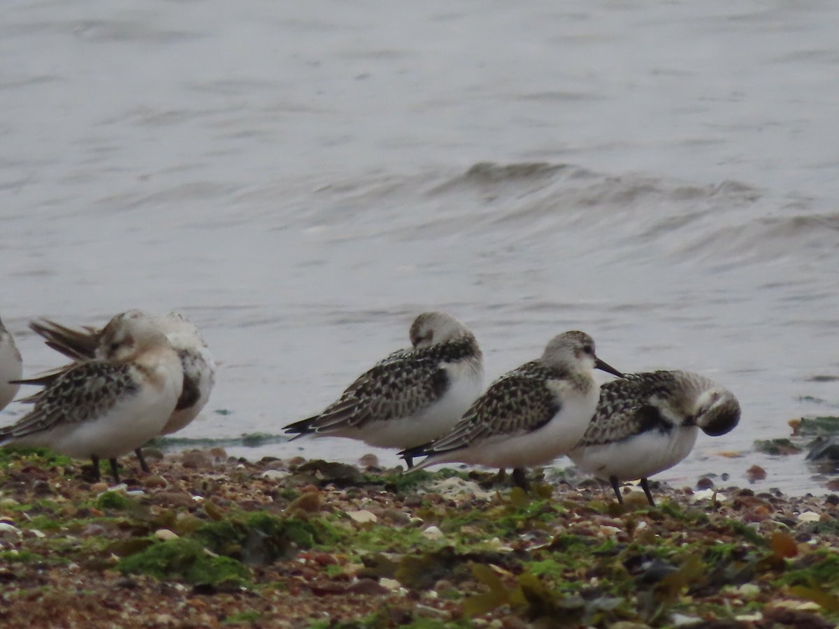 FayStanton00's tweet photo. John Muir Country Park.  Well worth a walk to the spit and tern fence this afternoon.  A large number of terns and waders:  sandwich and common terns, oystercatchers, ringed plovers, dunlin.  Also diving gannets. https://t.co/Y5sZMYsPmC