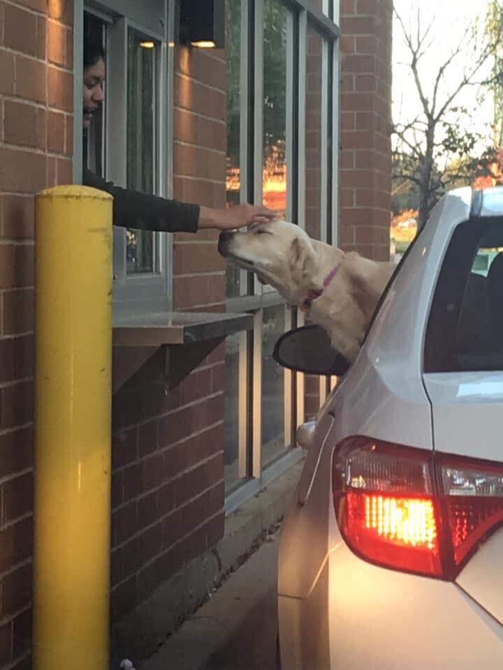 HeckinGoodDogs's tweet image. As it should be.