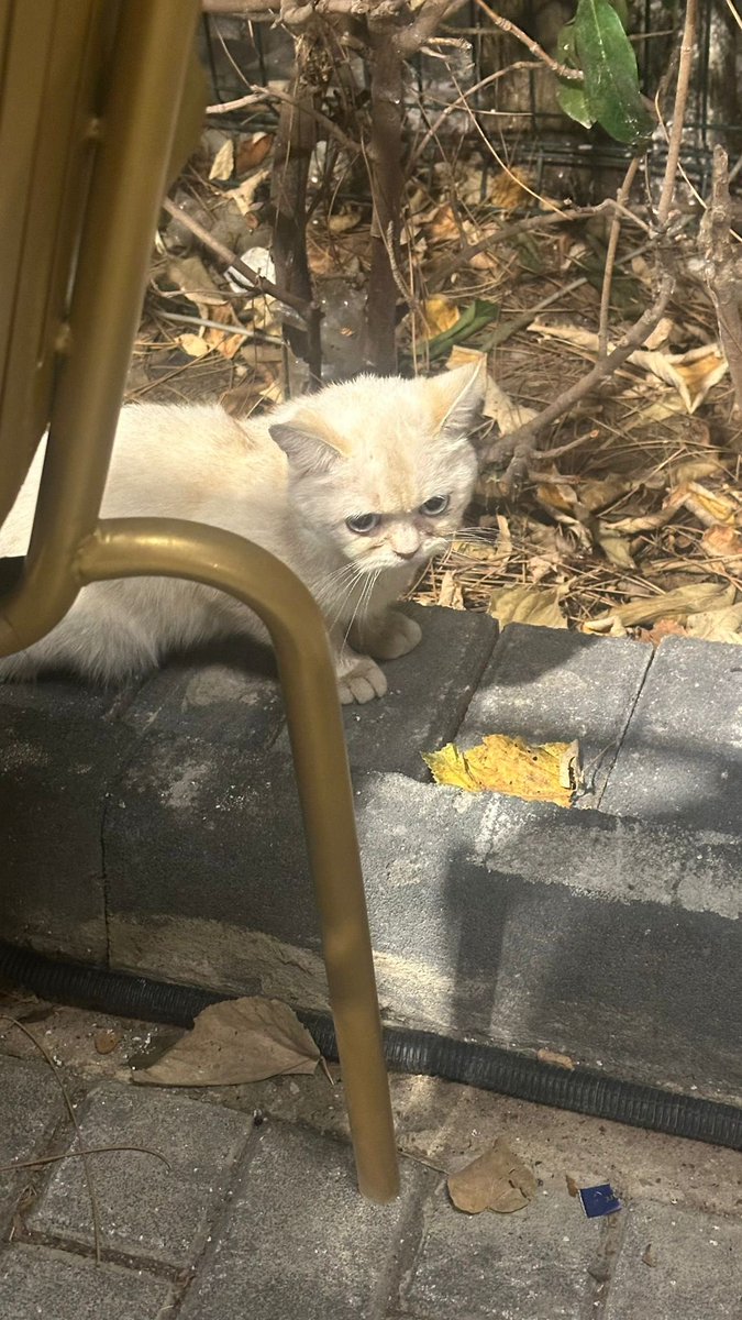İstanbul/ Ataköy 📍 kayıp kedi var! Çok korkuyor ne olur elden ele ailesini bulalım