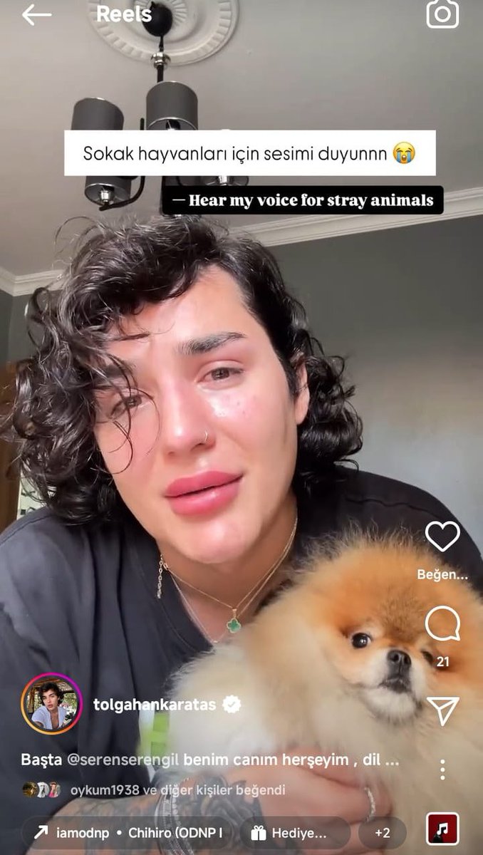 Ellerindeki minicik köpeklerle sokaklarda  halkı canından bezdiren kocaman köpekleri savunuyorlar, halk çocuklarının ve yaşlılarının güvenliğini isitiyor, kist hidatik, uyuz v.b. olmak istemiyor, bunu anlayın artık. #BaşıboşKöpekSorunu