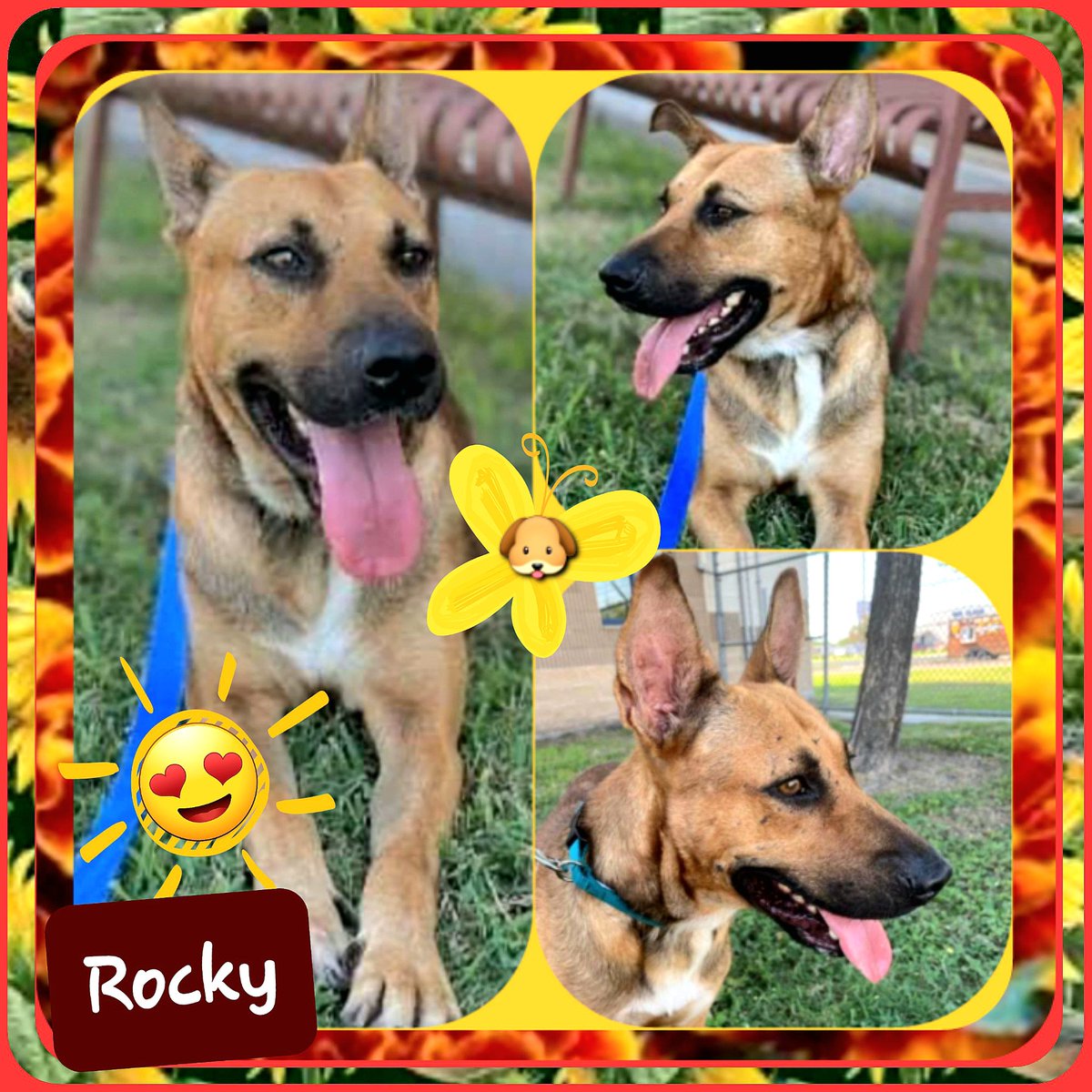 rothfarms's tweet photo. 🚨⛑️ ROCKY the Rockstar preps to DIE TOMORROW 9/3 💉🖤😫
#A344684 Male Shep Mix ONLY 2 yo 50 lbs HW+ SWEET boy ANXIOUS but yields to Staff.
Please PLEDGE to Rocky's ResQ funds here 🙏
CORPUS CHRISTI AC 📞 361-826-4630 📧 ccacsrescues@cctexas.com https://t.co/ZRibRn2jvw