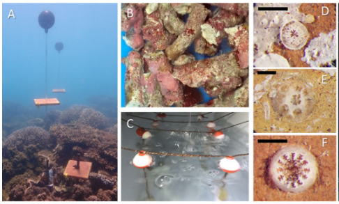 DrCarlyRandall's tweet photo. Curious about how coral larvae respond to moving substrate? Check out our recent paper in Coral Reefs: https://t.co/J3iWxmISXN

Turns out corals can settle on constantly moving substrate &amp; routinely settle on loose rubble! #ACRRI @aims_gov_au @bhp @DrCathiePage @ChristineGiul11 https://t.co/EjCyY2vPBe