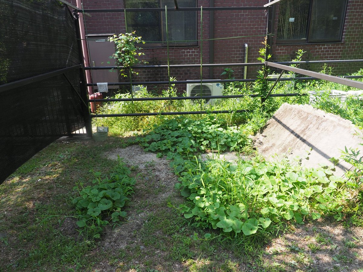 kyotoshidoubut1's tweet photo. タナゴプロジェクトで実施していたタライ水槽の穴埋めに調理場の野菜くずで堆肥作りをしていたところの土を使ったところマクワウリが育ちました。

#京都市動物園 #kyotocityzoo #マクワウリ #調理場 #野菜くず #堆肥づくり #かってばえ #orientalmelon #kitchen #Vegetablescraps #composting https://t.co/pi1o1TiOoc