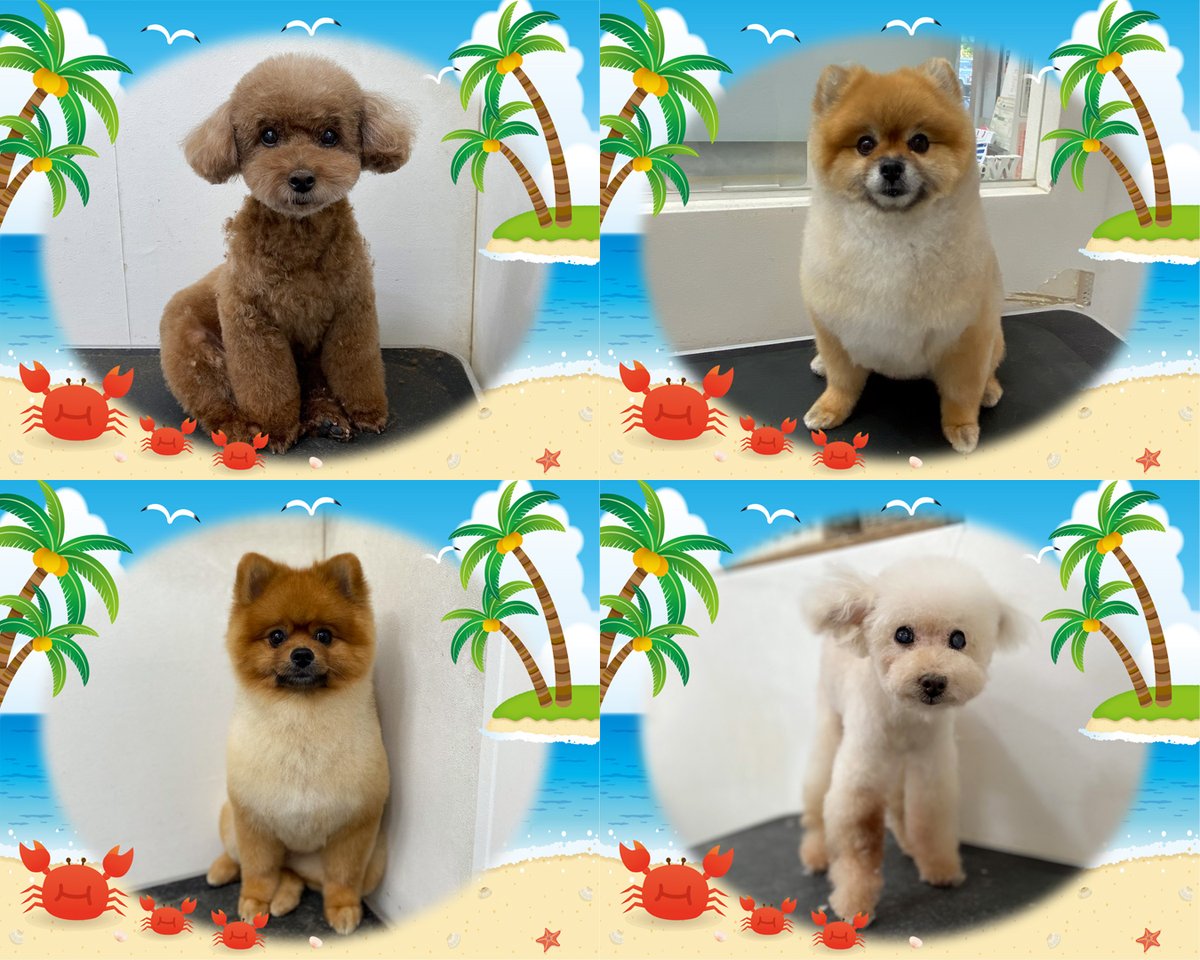 dogstage1's tweet photo. 【サロンレポート】
.
https://t.co/aCWHzc7hn1
.
今回はトイプーのドナちゃん・ベルちゃん・ポメのふじこちゃん・ロビン君がご来店下さいました。
.
詳しくはブログへGO(^^)/ https://t.co/ynntcJx4T6
