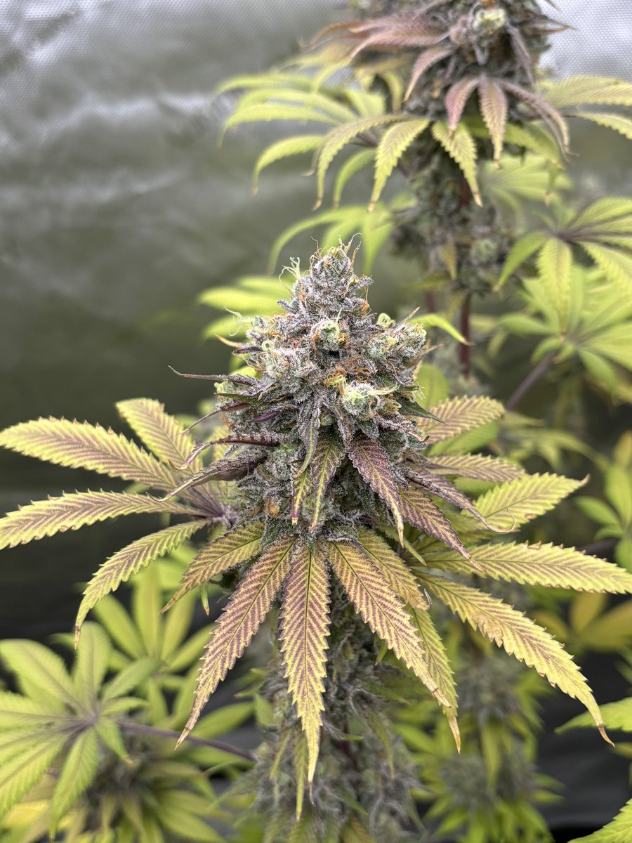 JesseJamesgrows's tweet image. Mind melter created by solfire. Im really luving the structure on her. Chunky heavy grenades that smell amazing #vegan #flower #terpy