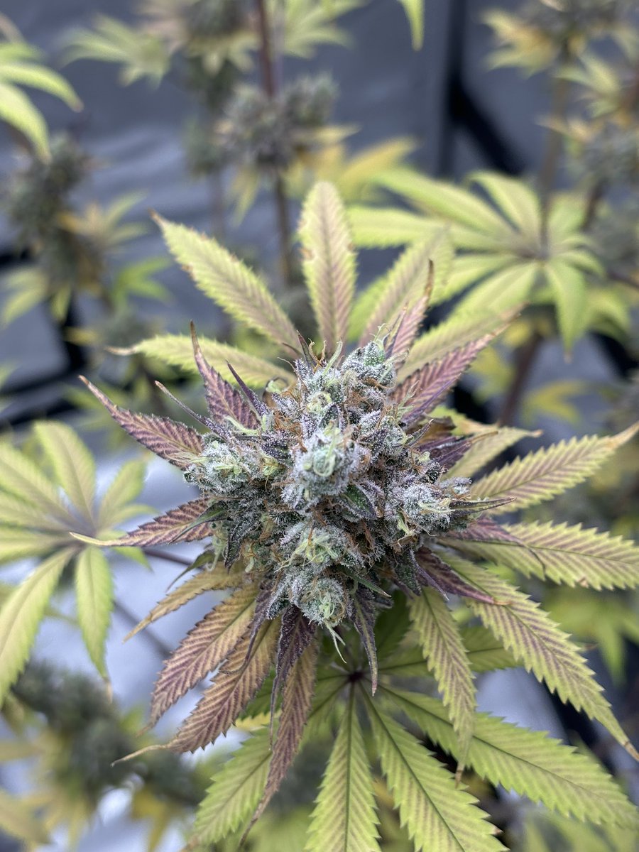 JesseJamesgrows's tweet image. Mind melter created by solfire. Im really luving the structure on her. Chunky heavy grenades that smell amazing #vegan #flower #terpy