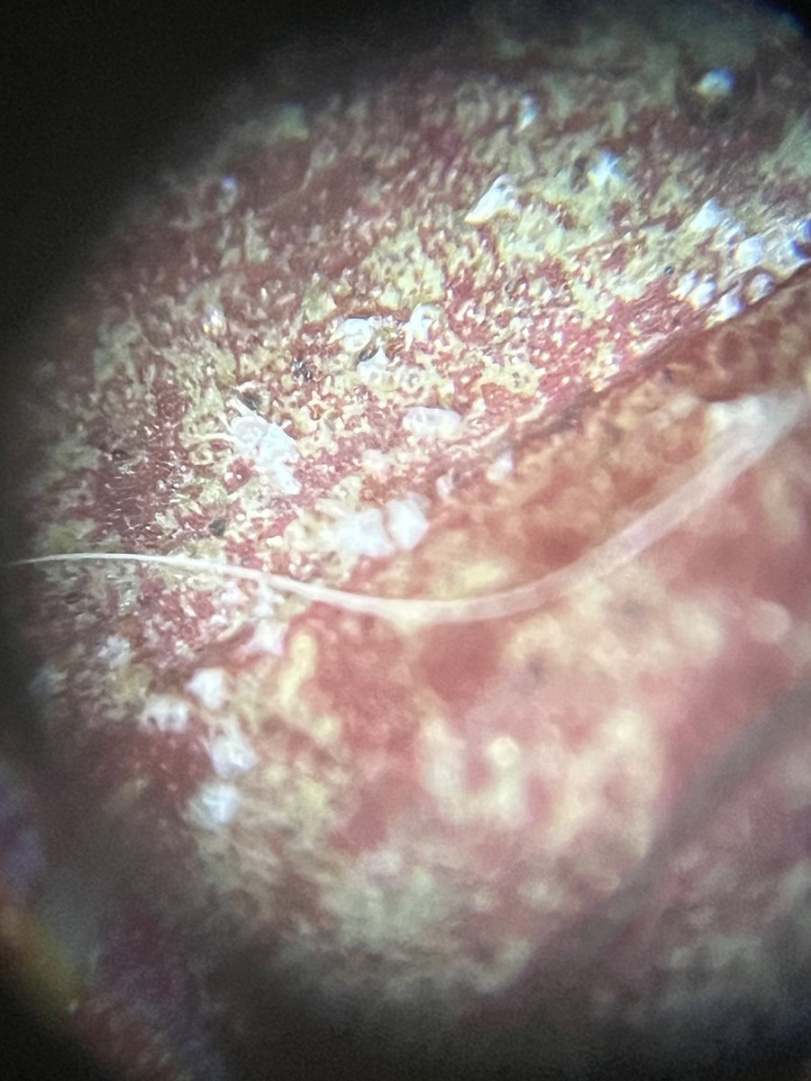 Beverly Owens, NBCT (@owensscience) on Twitter photo Can anyone help me out on identifying with this white residue and micro exoskeleton things on my prayer plant? I washed off the plant leaves with dish soap and water. Will it spread to other plants? Treatments? Thanks!!!
@Bertonemyia <a href="/NorthCarolinaEE/">NorthCarolinaEE</a> <a href="/gardenandplants/">Plants and gardening</a> Can anyone help me out on identifying with this white residue and micro exoskeleton things on my prayer plant? I washed off the plant leaves with dish soap and water. Will it spread to other plants? Treatments? Thanks!!!
@Bertonemyia <a href="/NorthCarolinaEE/">NorthCarolinaEE</a> <a href="/gardenandplants/">Plants and gardening</a>