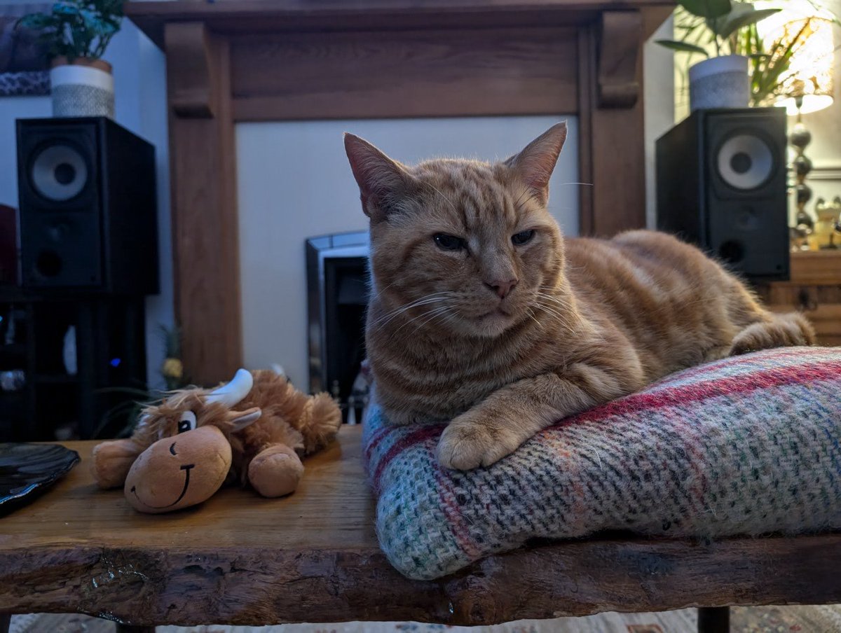 #TheGingerJaffer 😻