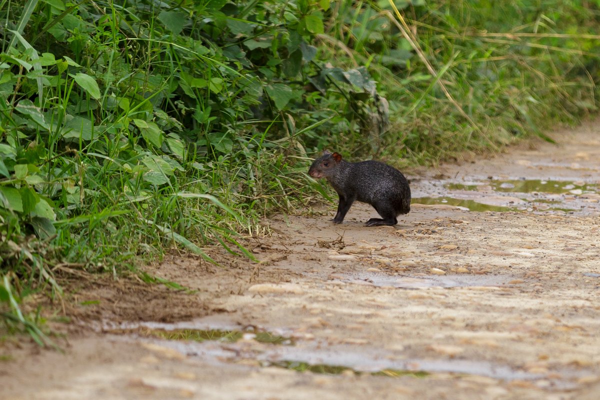 inst_humboldt's tweet photo. #LunesdeLibros📚Colombia cuenta con gran diversidad de roedores, sin embargo, la caza y el consumo de su carne ponen en peligro a estas especies. Conoce cómo #BioModelos ayuda a conocer sus distribuciones en el 'Atlas de la biodiversidad. Grandes Roedores'.https://t.co/NisBgTUNG5 https://t.co/ofSsDMjXiq