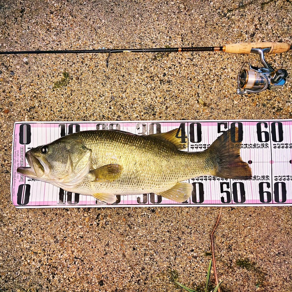 初めてガイド船乗せてもらうの前の待ち合わせ時間に釣れた🫠
54cm/2515g