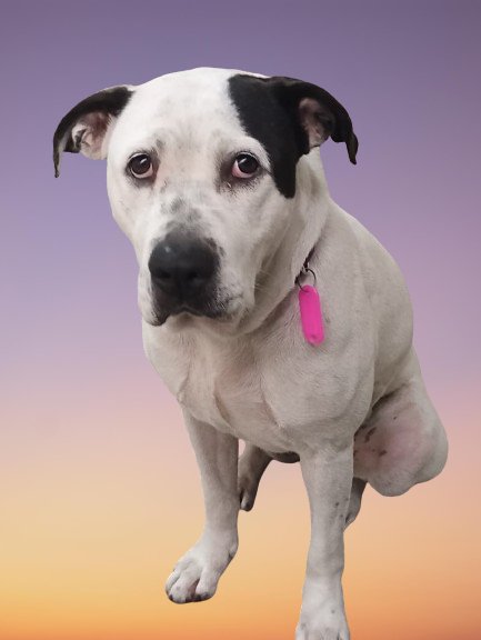 Pasan los meses y nadie le da una oportunidad a LUNA tiene menos de 2 año castrada y solo busca una flia para amar. Le das RT y ayudamos a cambiar su suerte? 💜🐕
<a href="/Lalysole/">Laly 🇦🇷</a> <a href="/Lupita70260990/">difusion animal🐶🐹</a> <a href="/Moni78398296/">ayudo a los sin voz🐶🐱</a> <a href="/nalejandralucia/">Alejandra Nicastro #no al maltrato animal</a> <a href="/fridaytrotsky/">Amo a los animales</a> <a href="/protegealanimal/">PROTECCION ANIMAL - ARGENTINA</a> <a href="/__Anilem__/">𝓜𝓮𝓵𝓲𝓷𝓪</a> <a href="/misuperamigo/">misuperamigofiel 🇦🇷</a>