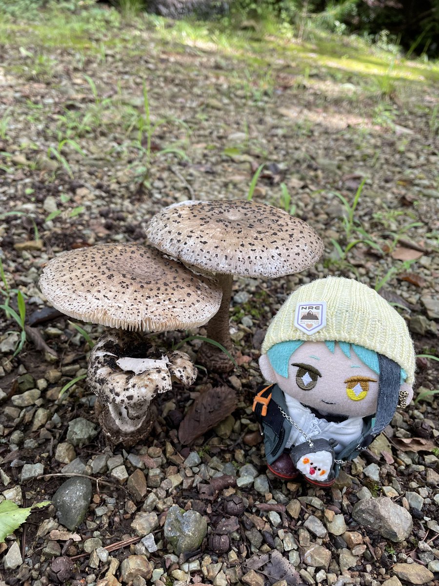 キノコを愛するぬい tweet media