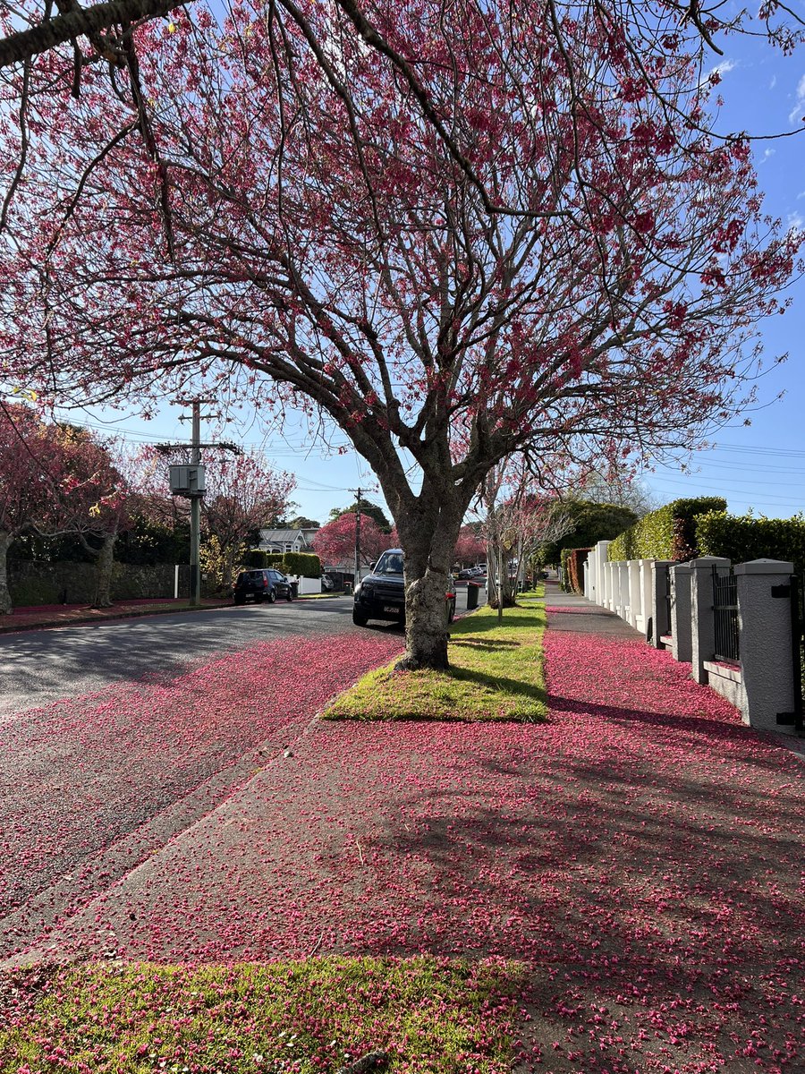 Lovely spring day for a walk among the blossoms, cones and bins.